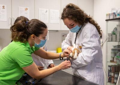 Biotehniški izobraževalni center Ljubljana - Gimnazija in veterinarska šola