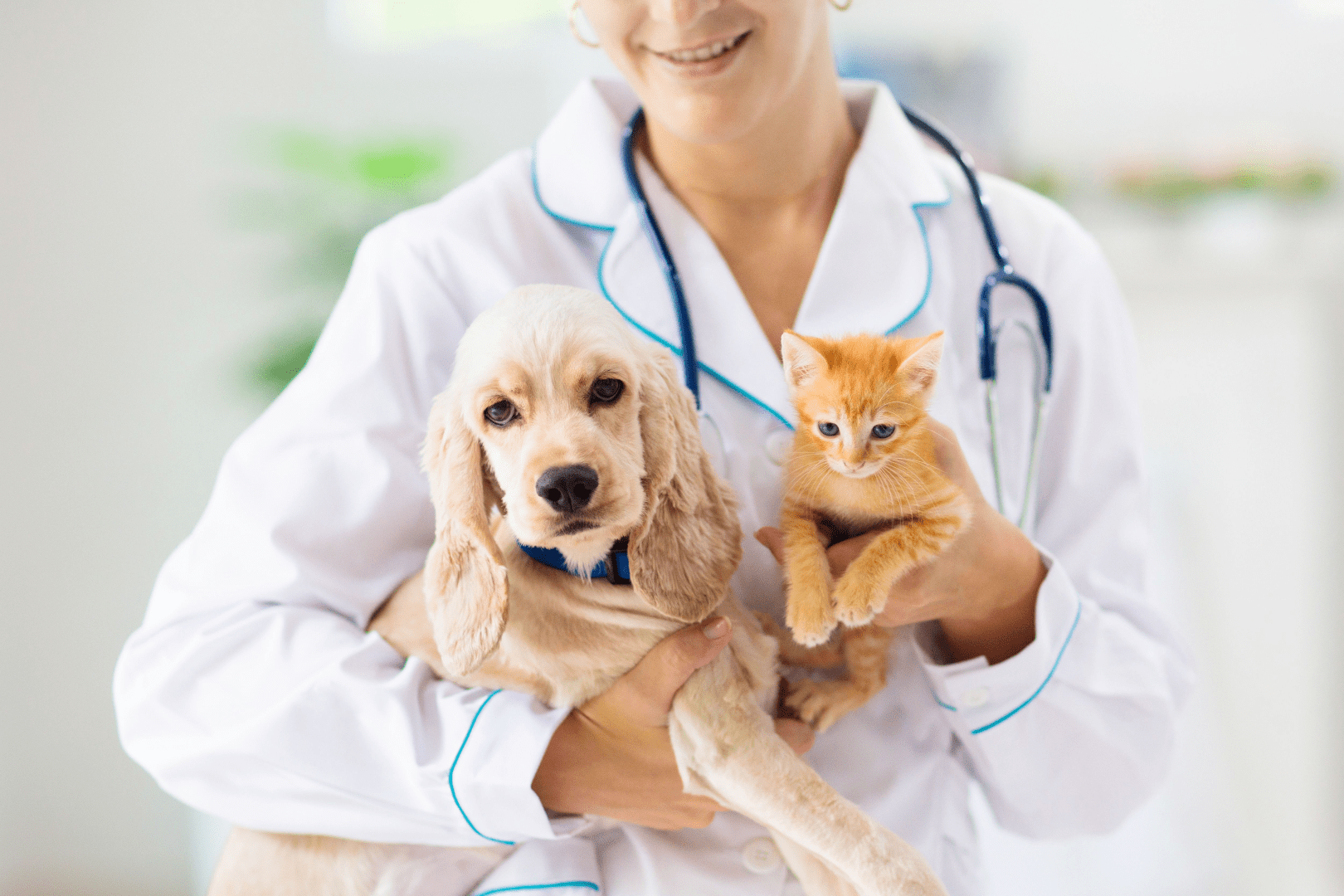 Bolničar v veterinarstvu – poklic Bolničar v veterinarstvu - poklic