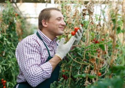 HORTIKULTURNI TEHNIK – SSI