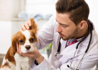 Veterinar