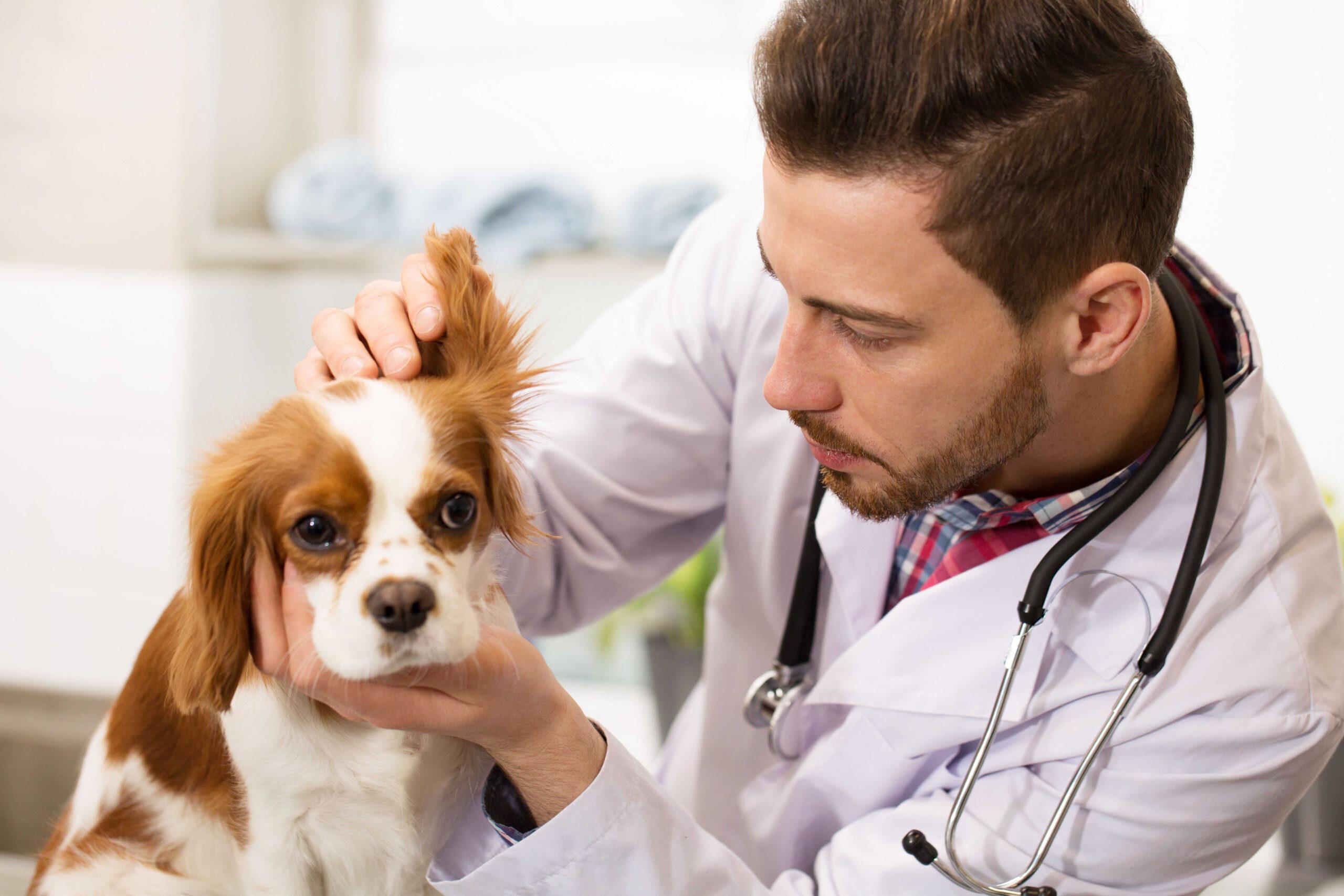 Veterinar – poklic Veterinar - poklic
