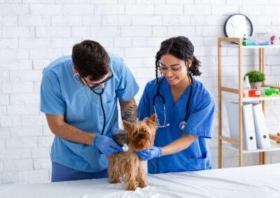 Veterinarski asistent