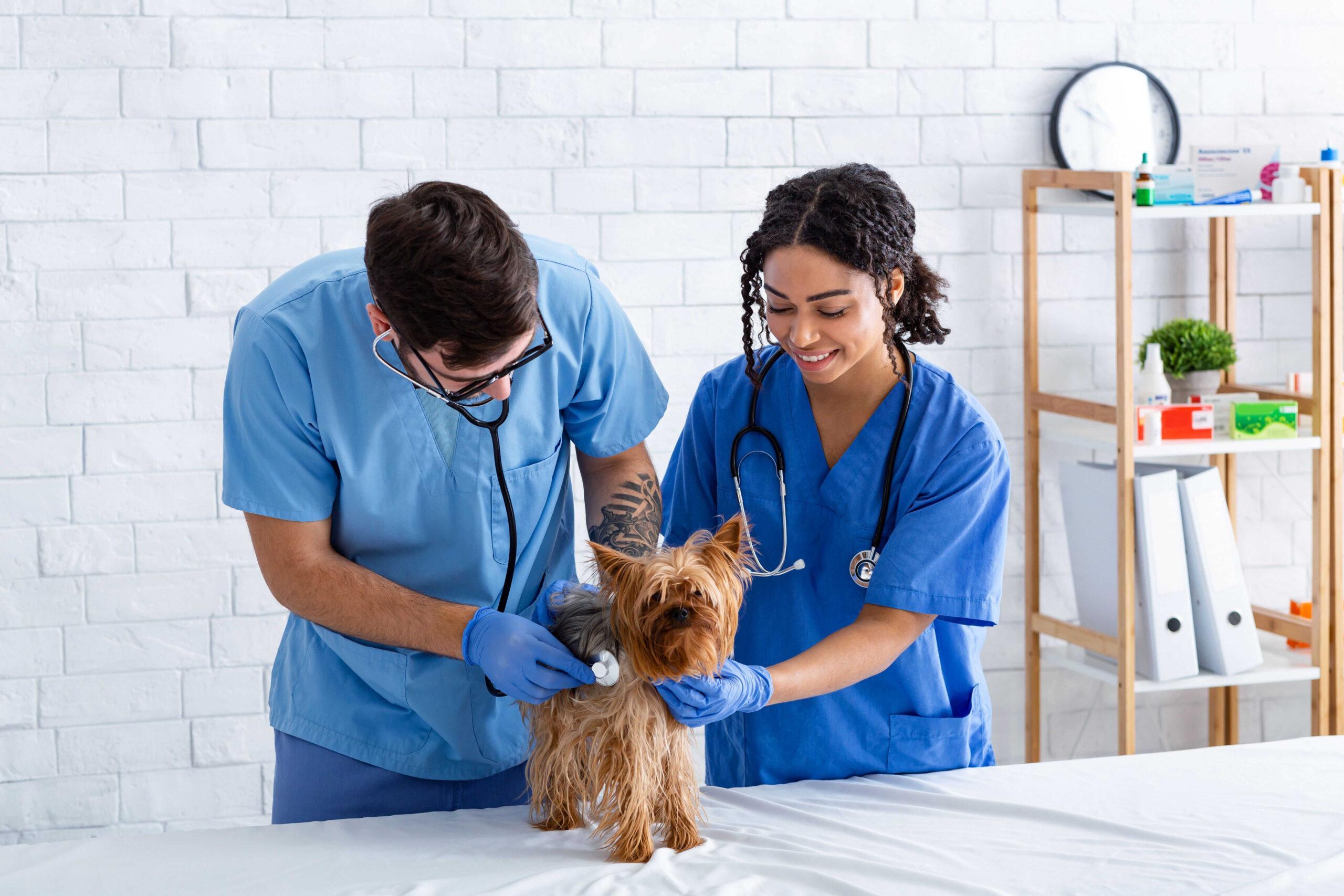 Veterinarski asistent – poklic Veterinarski asistent - poklic