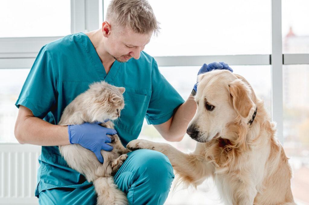 Bolničar v veterinarstvu