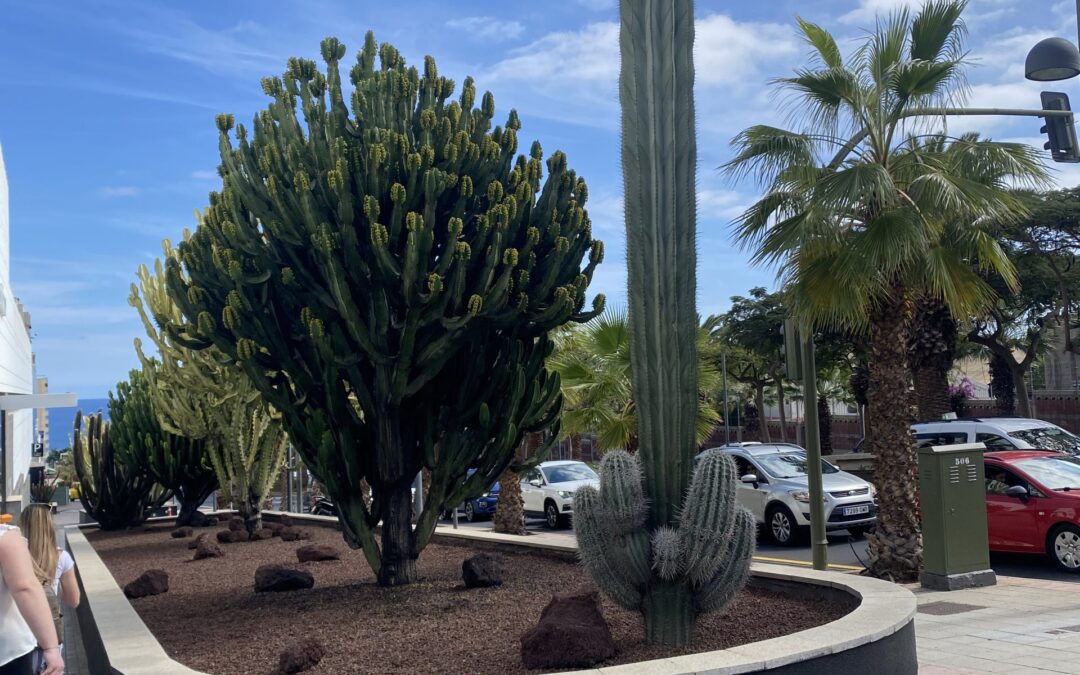 Mobilnost – TENERIFE, 16. dan (20. 3. 2023)