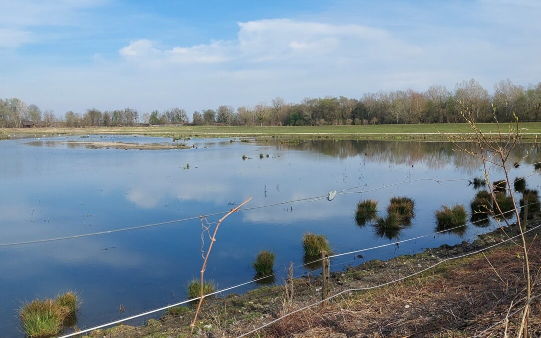 Priprava in namestitev zatočiš za navadno čigro