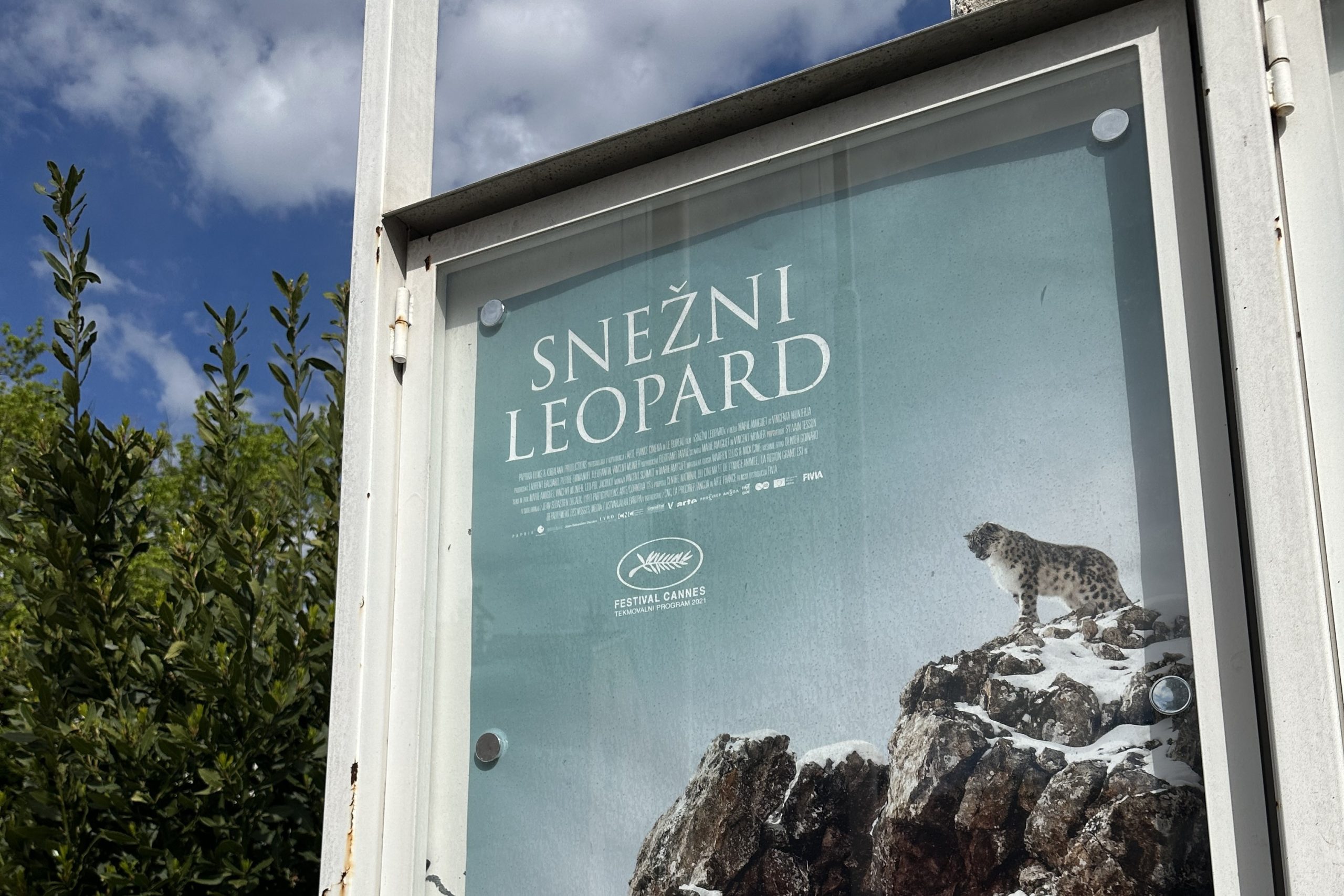 Ogled filma Snežni leopard Ogled filma Snežni leopard
