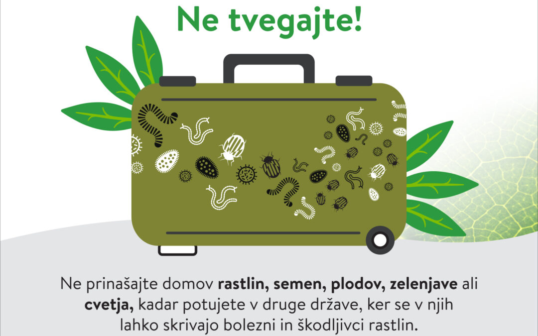 Mednarodni dan zdravja rastlin
