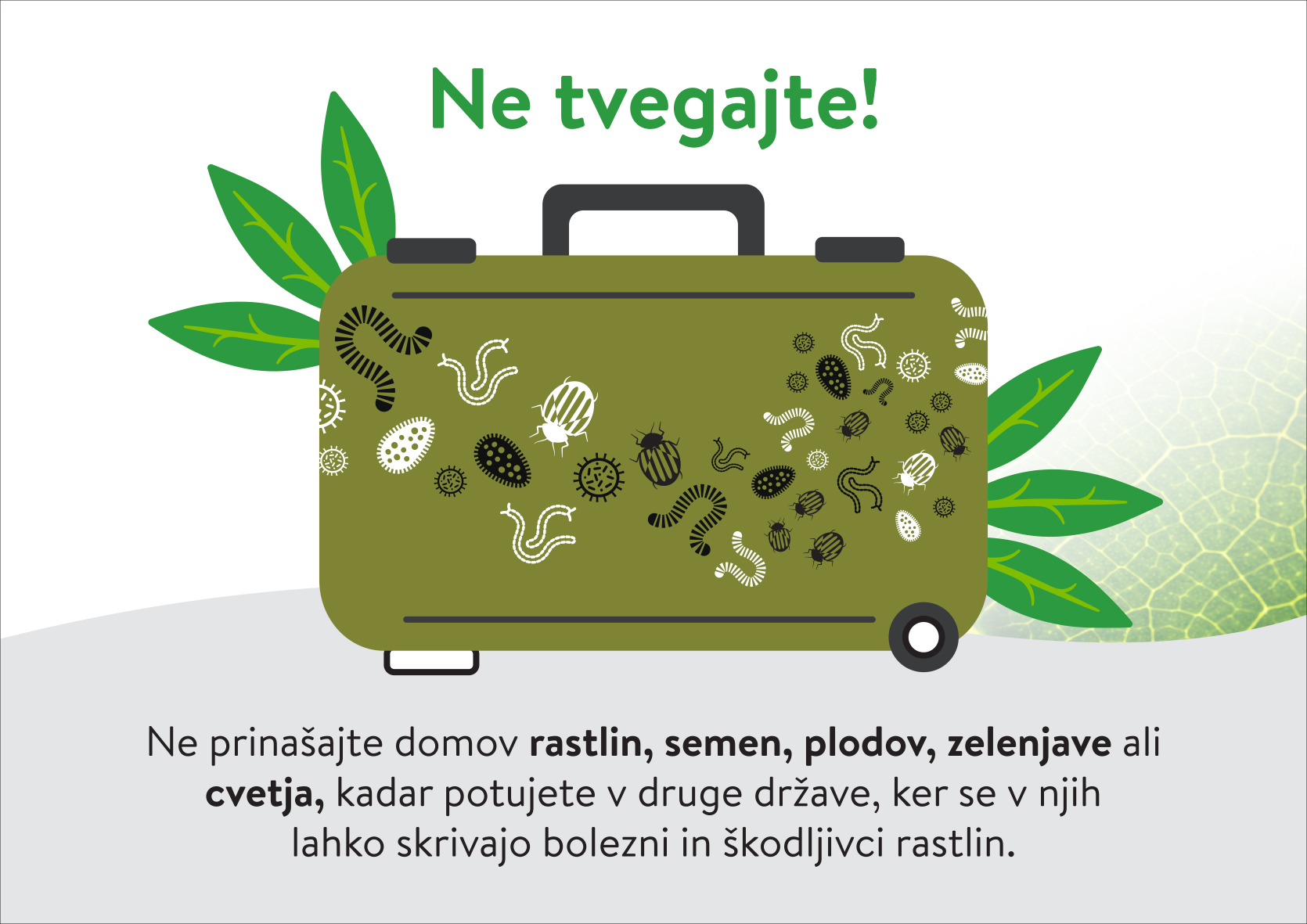 Mednarodni dan zdravja rastlin