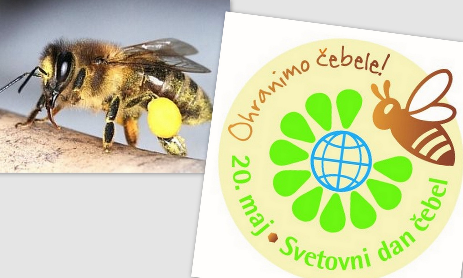 20. 5. 2023 – 6. SVETOVNI DAN ČEBEL 20. 5. 2023 – 6. SVETOVNI DAN ČEBEL