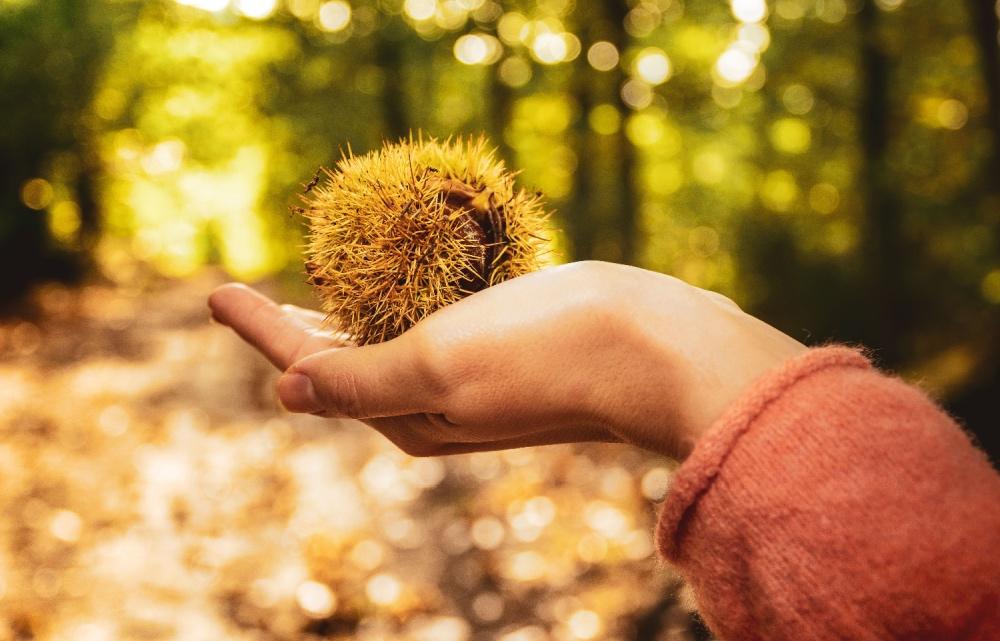 IMAŠ RAD_A KOSTANJE? ZANIMIVA DEJSTVA O NAŠI NAJLJUBŠI JESENSKI POSLASTICI