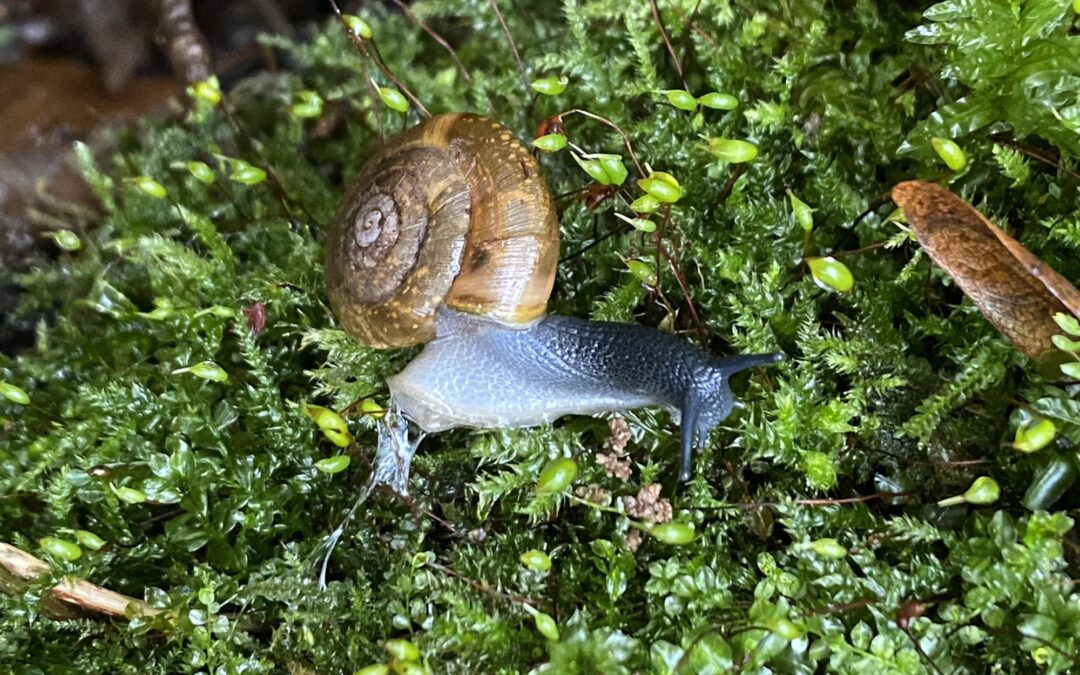 Rezultati šolskega tekmovanja iz biologije