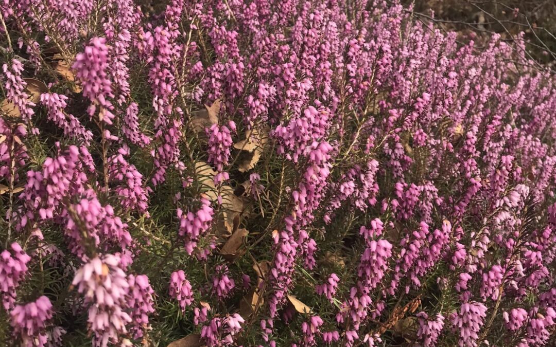 Skupne govorilne ure
