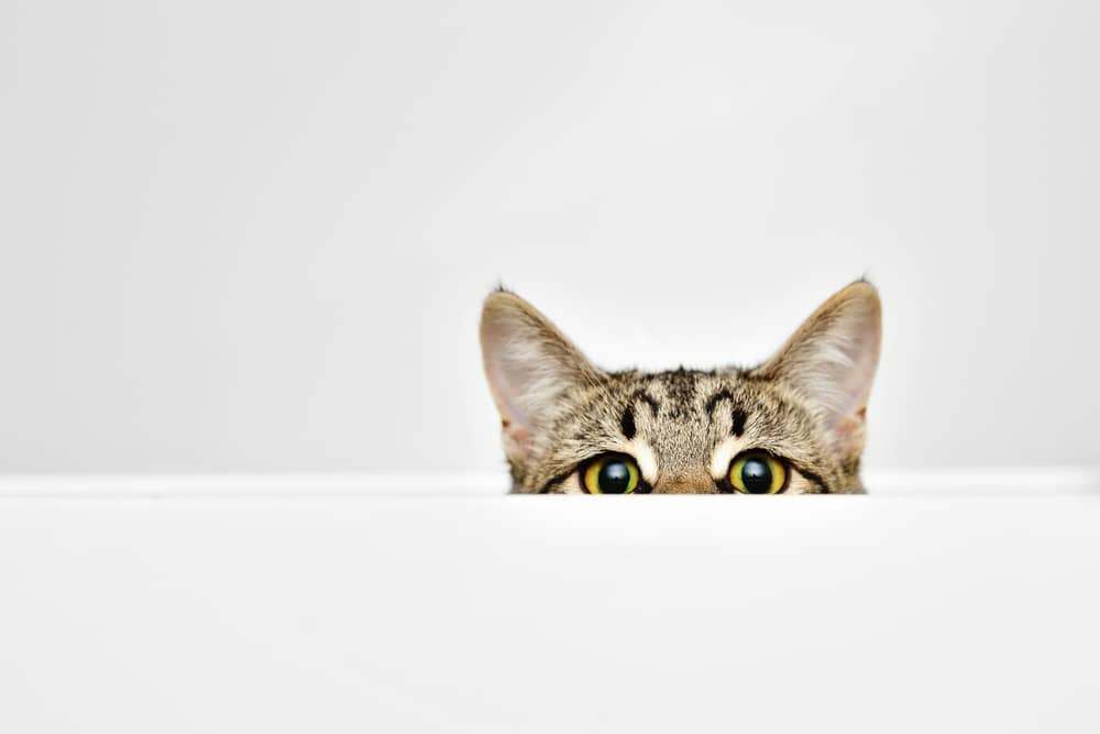 Hišni ljubljenček