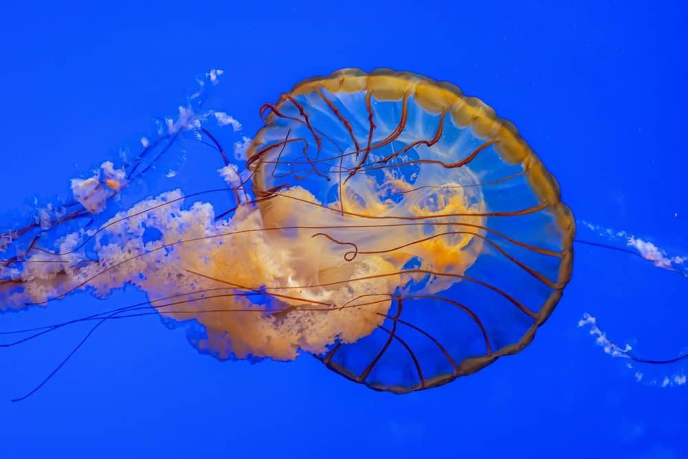 Meduza