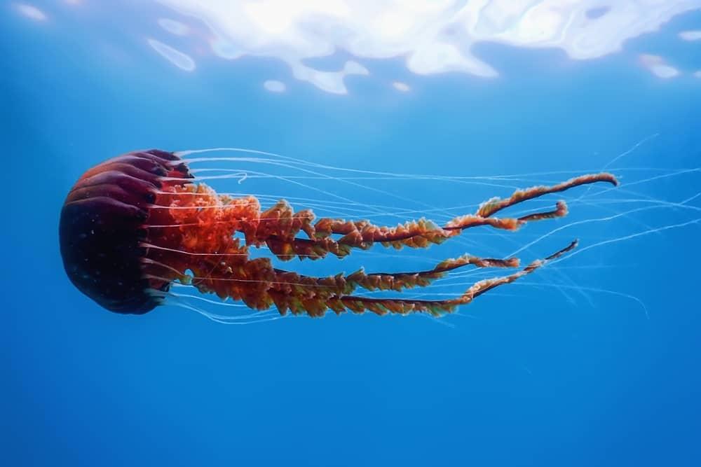 Meduza