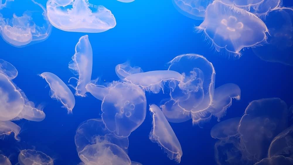 Meduza