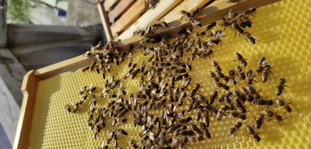 Rezultati šolskega tekmovanja iz biologije