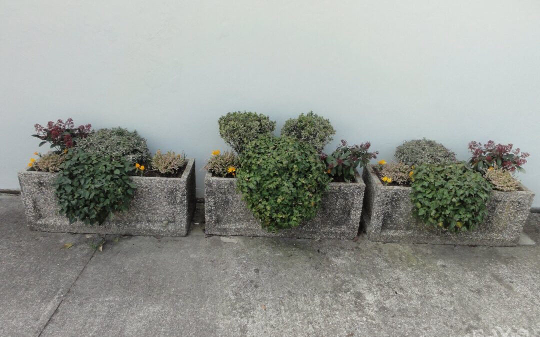 LETOŠNJI ZAKLJUČEK PROJEKTA CROCUS 