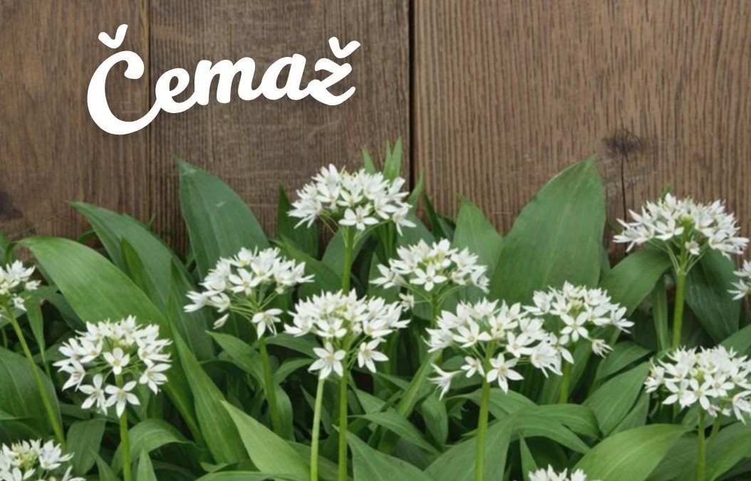 Živilo meseca aprila: čemaž