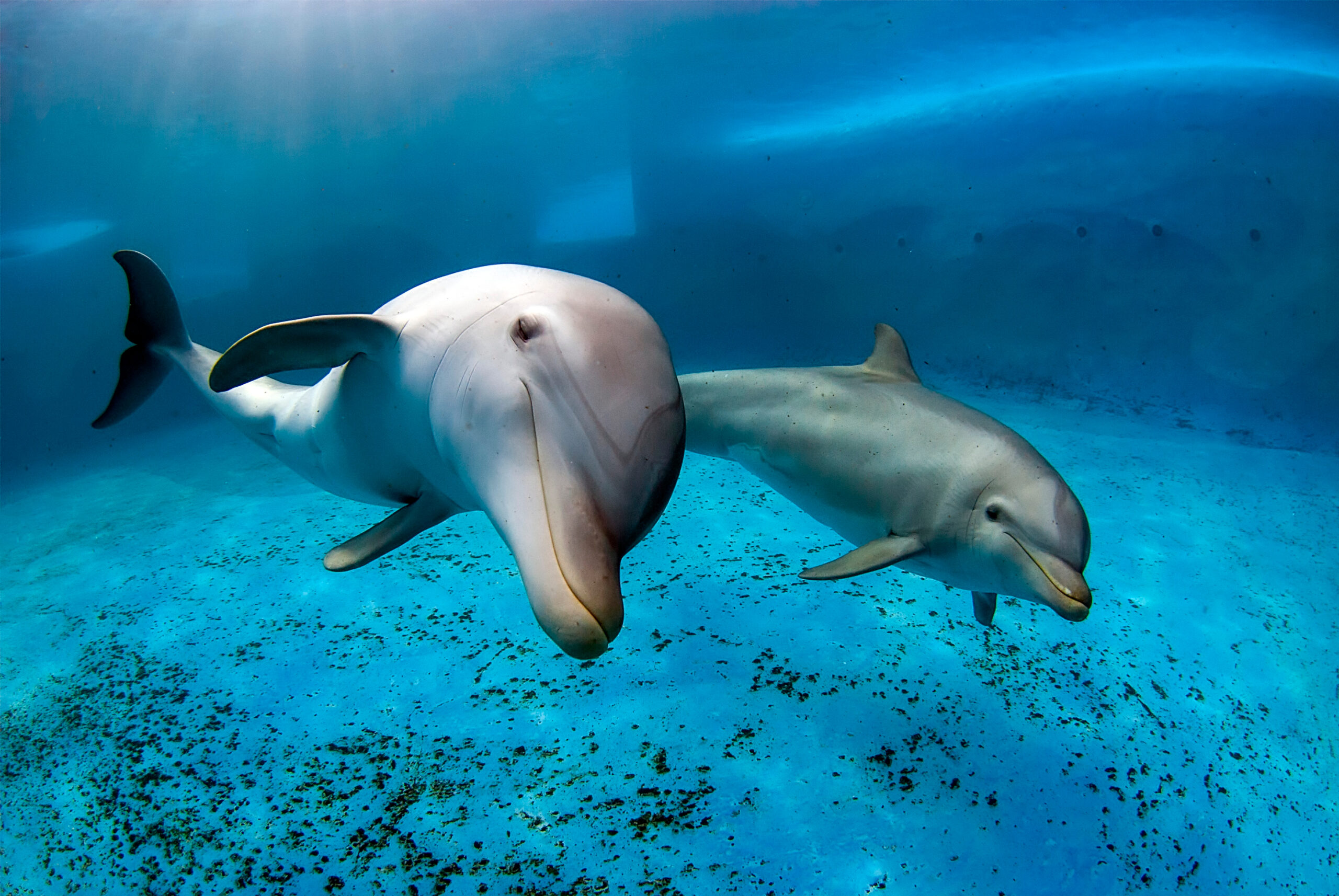 Delfini