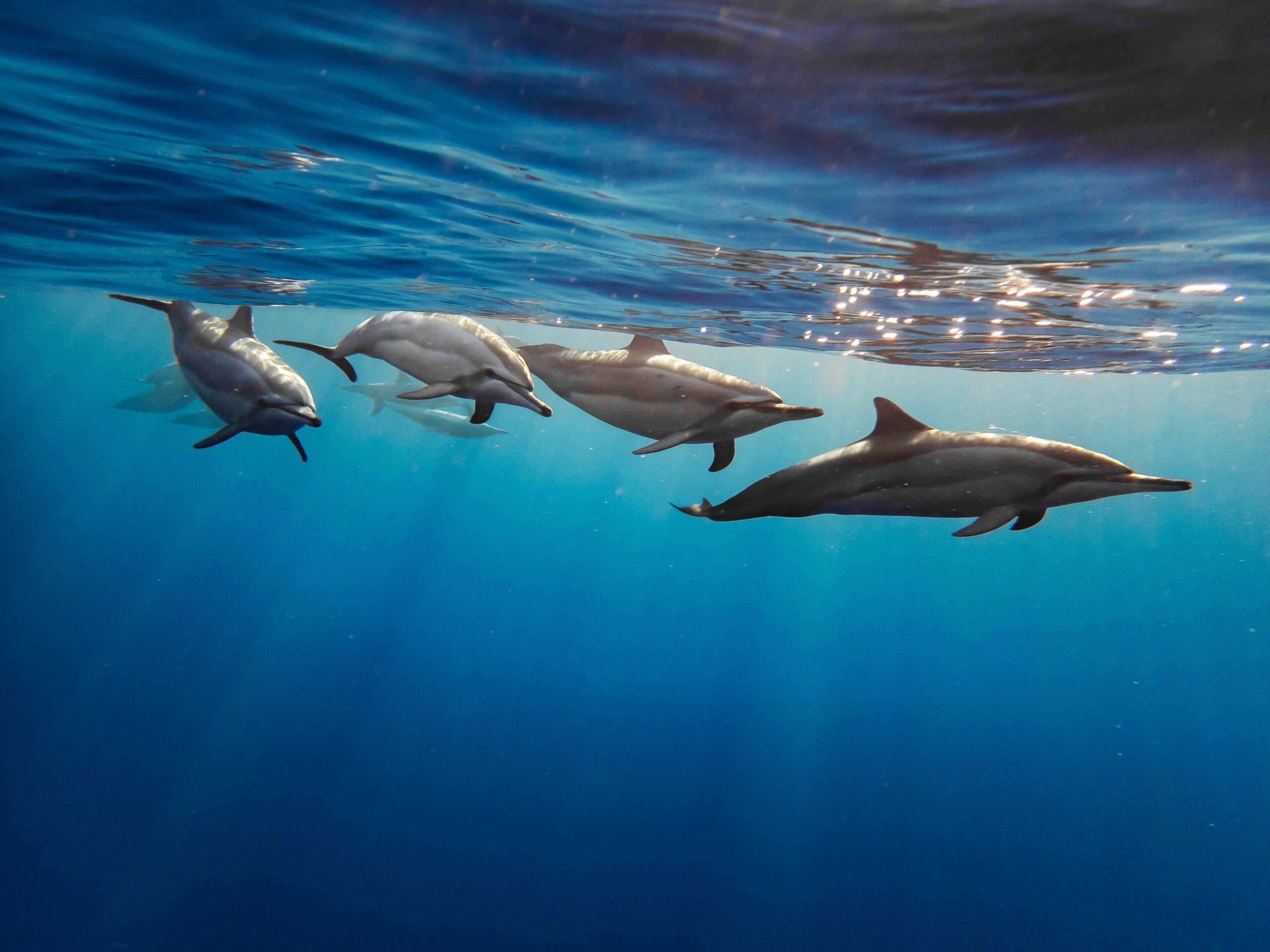 Delfini
