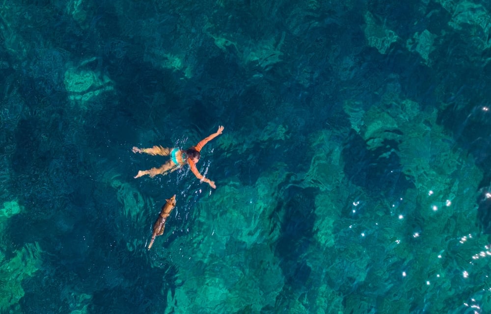Oceani